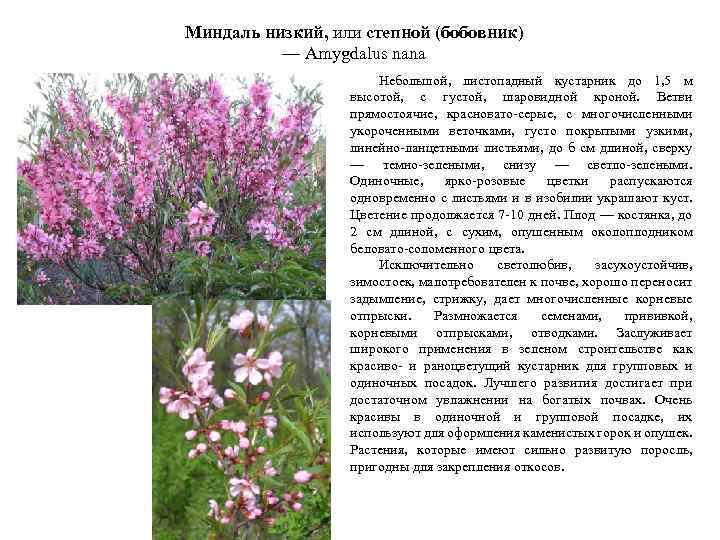 Миндаль низкий, или степной (бобовник) — Amygdalus nana Небольшой, листопадный кустарник до 1, 5