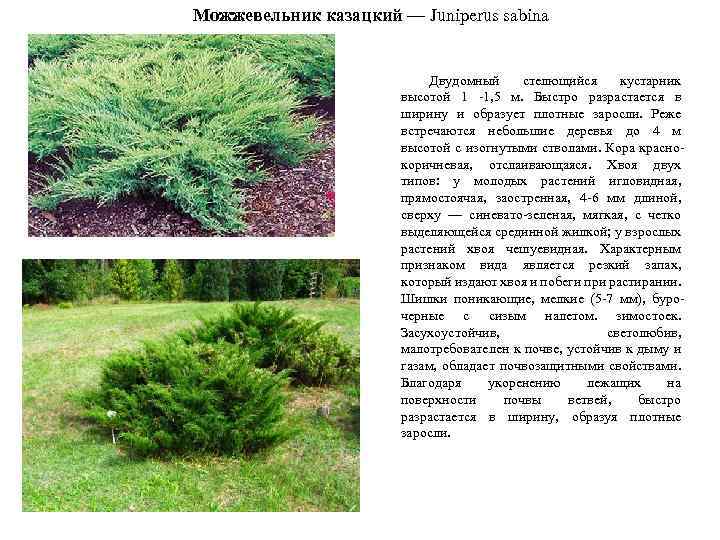 Можжевельник казацкий — Juniperus sabina Двудомный стелющийся кустарник высотой 1 -1, 5 м. Быстро