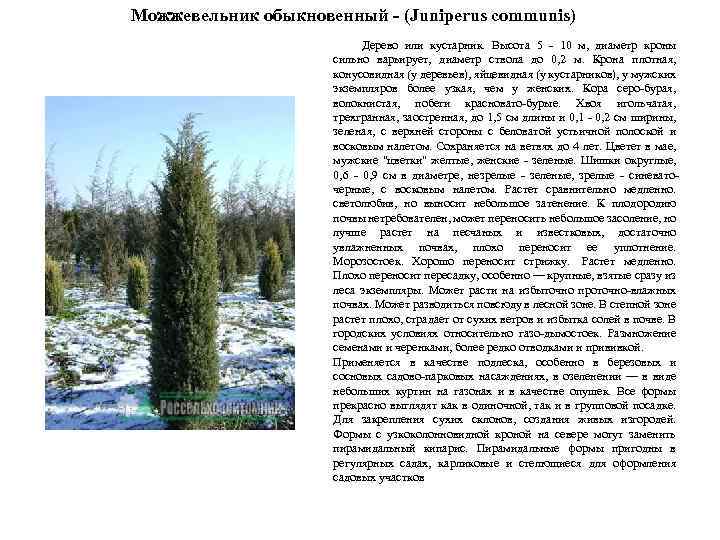 Можжевельник обыкновенный - (Juniperus communis) Дерево или кустарник. Высота 5 - 10 м, диаметр