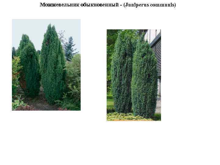 Можжевельник обыкновенный - (Juniperus communis) 