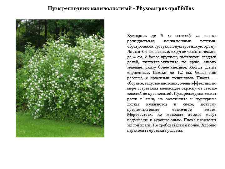 Пузыреплодник калинолистный - Physocarpus opulifolius Кустарник до 3 м высотой со слегка раскидистыми, поникающими