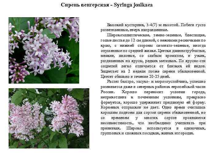 Сирень венгерская - Syringa josikaea Высокий кустарник, 3 -4(7) м высотой. Побеги густо разветвленные,