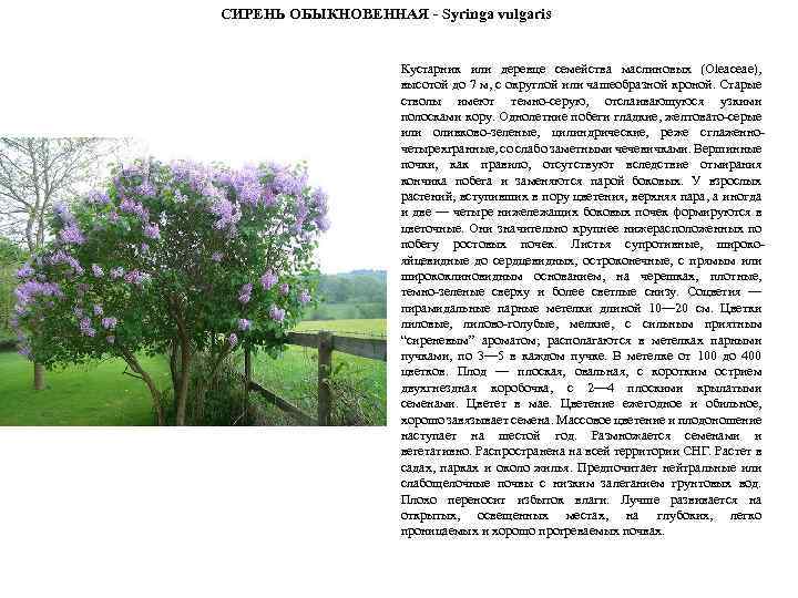 СИРЕНЬ ОБЫКНОВЕННАЯ - Syringa vulgaris Кустарник или деревце семейства маслиновых (Oleaceae), высотой до 7