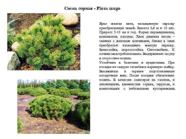 Сосна горная - Pinus mugo Ярко желтая хвоя, насыщенную окраску приобретающая зимой. Высота 0,