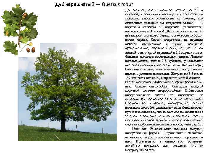 Дуб черешчатый — Quercus robur Долговечное, очень мощное дерево до 50 м высотой, в