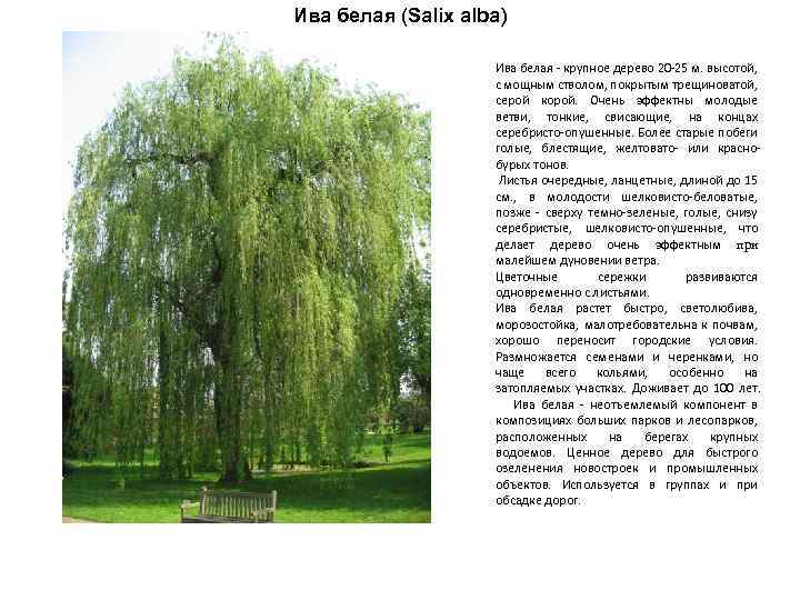 Ива белая (Salix alba) Ива белая - крупное дерево 20 -25 м. высотой, с