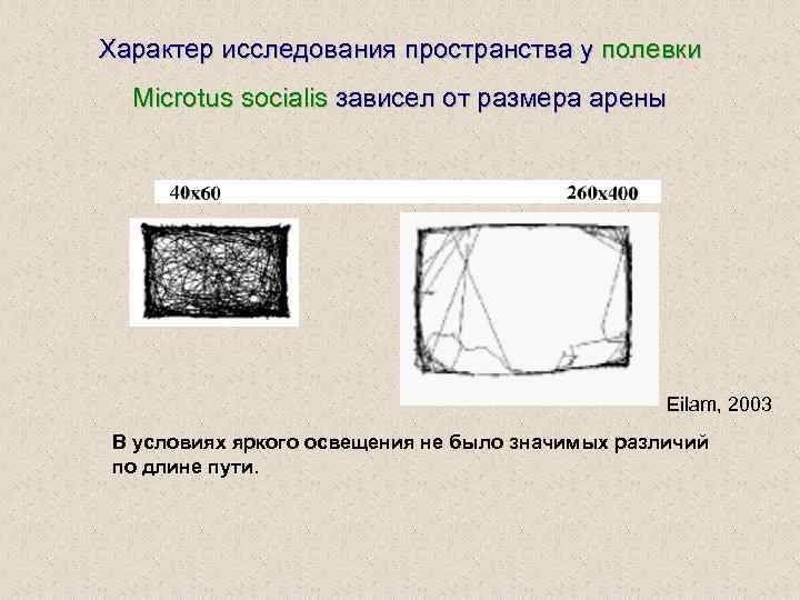 Характер исследования пространства у полевки Microtus socialis зависел от размера арены Eilam, 2003 В