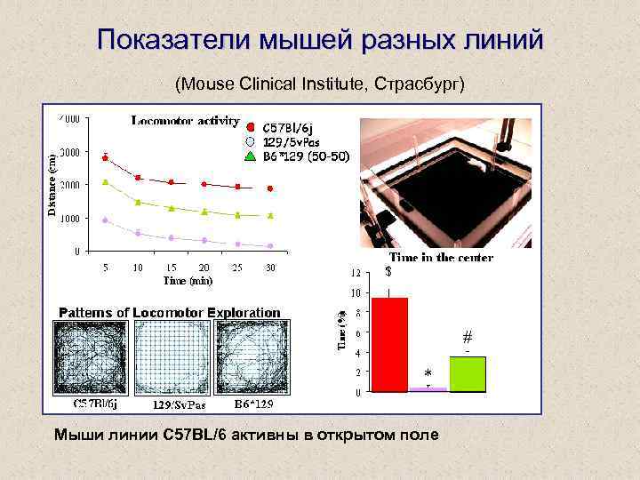 Показатели мышей разных линий (Mouse Clinical Institute, Страсбург) Мыши линии C 57 BL/6 активны