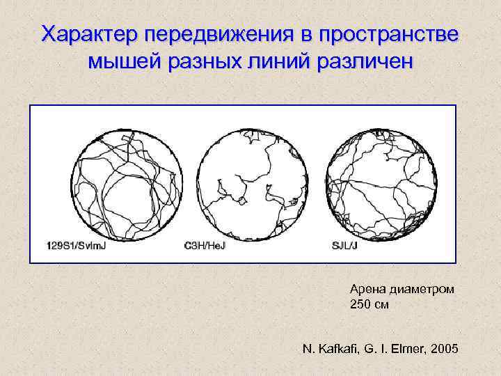 Характер передвижения в пространстве мышей разных линий различен Арена диаметром 250 см N. Kafkafi,