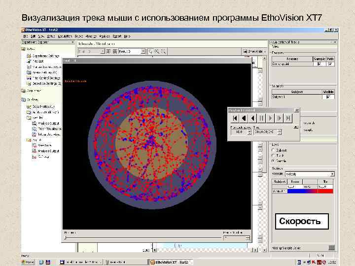 Визуализация трека мыши с использованием программы Etho. Vision XT 7 Скорость 