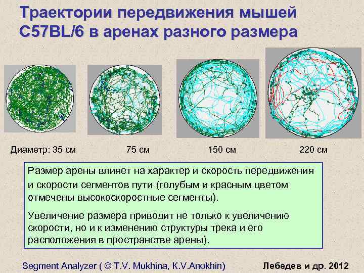 Траектории передвижения мышей C 57 BL/6 в аренах разного размера Диаметр: 35 см 75