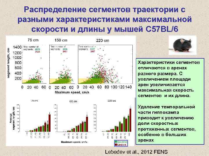 Распределение сегментов траектории с разными характеристиками максимальной скорости и длины у мышей C 57