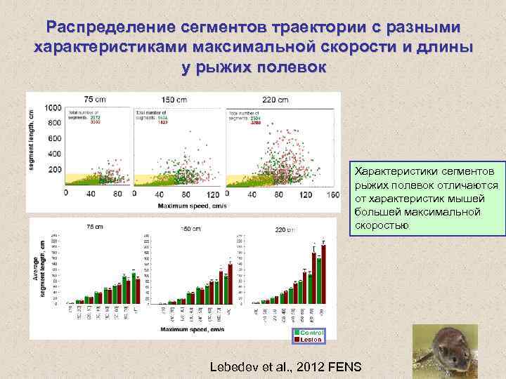 Распределение сегментов траектории с разными характеристиками максимальной скорости и длины у рыжих полевок Характеристики