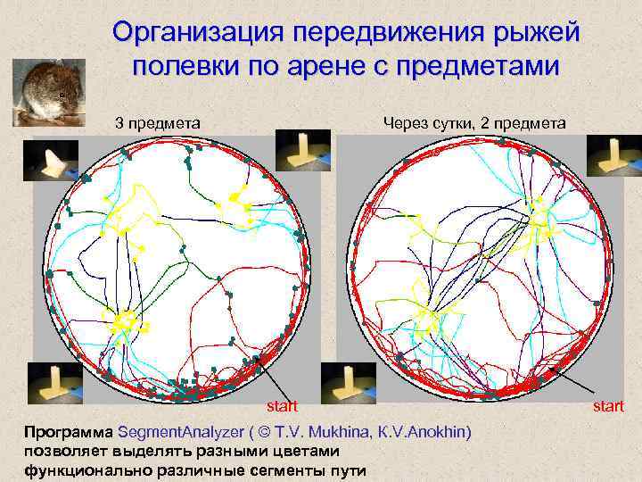 Организация передвижения рыжей полевки по арене с предметами 3 предмета Через сутки, 2 предмета