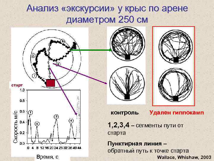 Анализ «экскурсии» у крыс по арене диаметром 250 см старт Скорость м/с контроль Удален