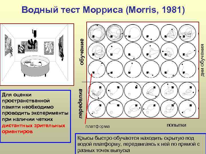 Водный тест ответы. Водный тест Морриса. Водный Лабиринт Морриса. Лабиринт Морриса методика. Водный тест Морриса схема.