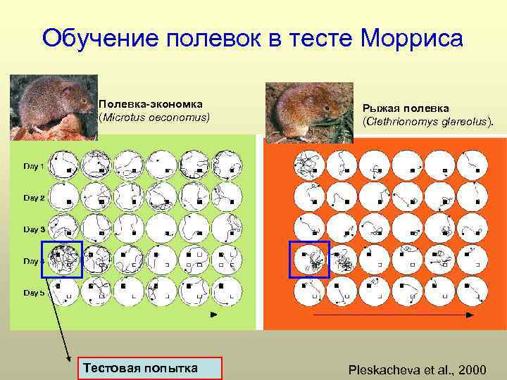 Огэ по информатике презентация мышь полевка