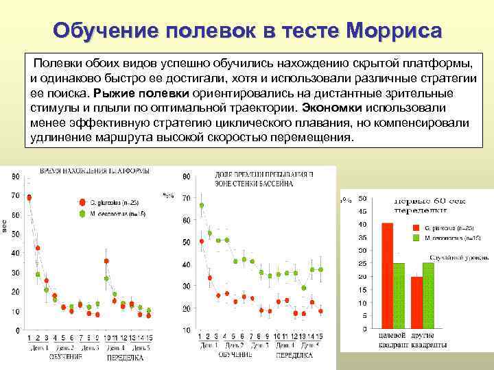 Обучение полевок в тесте Морриса Полевки обоих видов успешно обучились нахождению скрытой платформы, и