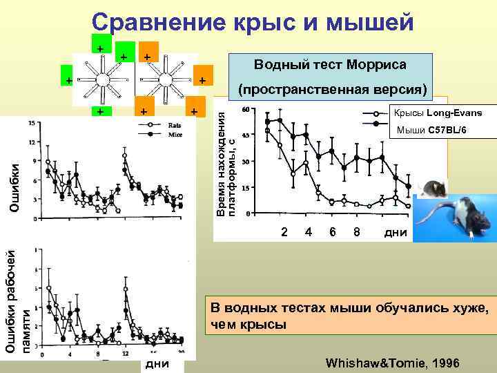 Сравнение крыс и мышей + + + Водный тест Морриса + + Ошибки +