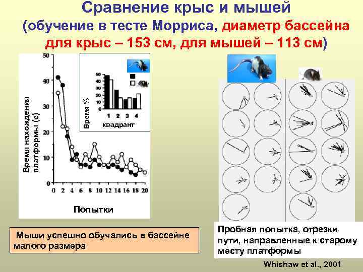 Сравнение крыс и мышей Время % Время нахождения платформы (с) (обучение в тесте Морриса,