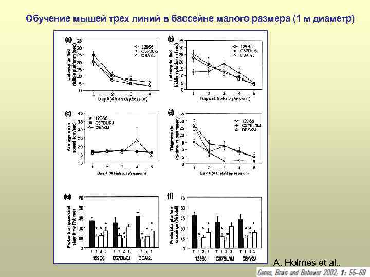 Обучение мышей трех линий в бассейне малого размера (1 м диаметр) A. Holmes et
