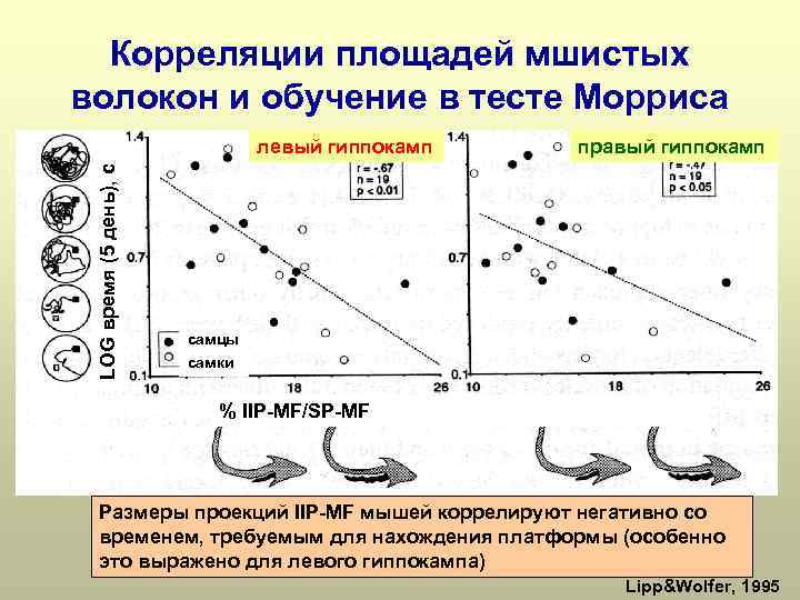 Корреляции площадей мшистых волокон и обучение в тесте Морриса LOG время (5 день), c