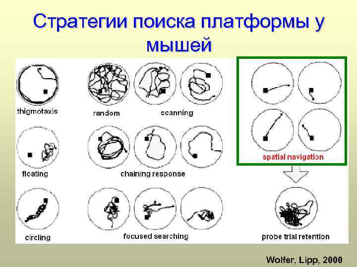 Стратегии поиска платформы у мышей Wolfer, Lipp, 2000 