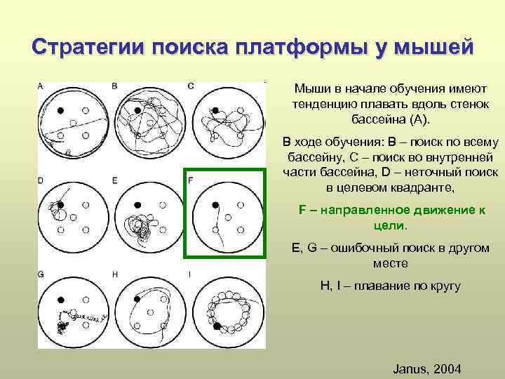 Стратегии поиска платформы у мышей Мыши в начале обучения имеют тенденцию плавать вдоль стенок