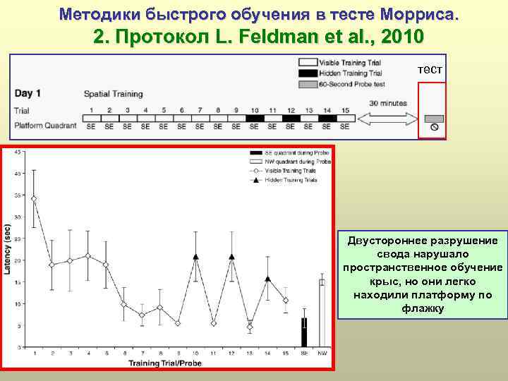 Методики быстрого обучения в тесте Морриса. 2. Протокол L. Feldman et al. , 2010