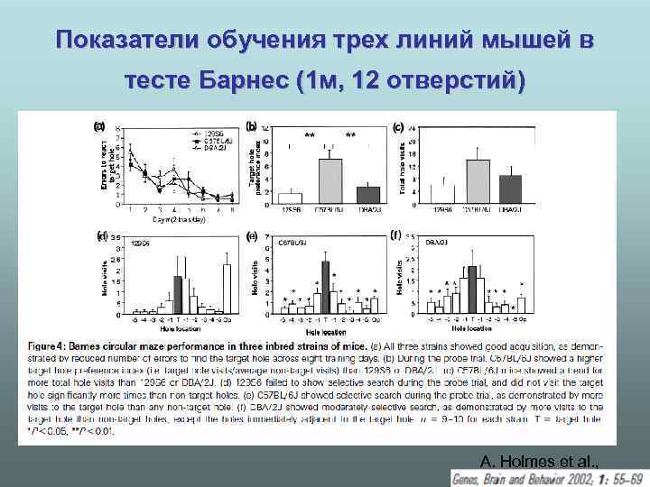 Показатели обучения трех линий мышей в тесте Барнес (1 м, 12 отверстий) A. Holmes