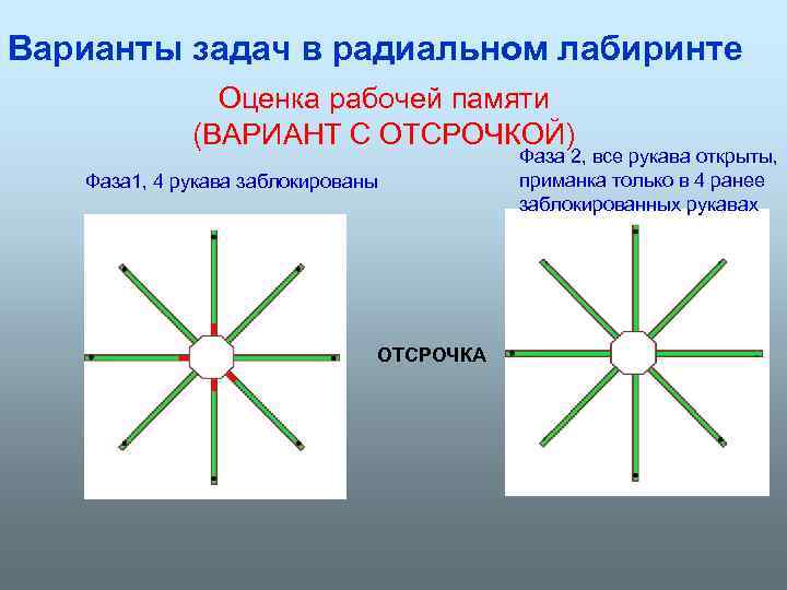 Варианты задач в радиальном лабиринте Оценка рабочей памяти (ВАРИАНТ С ОТСРОЧКОЙ) Фаза 1, 4