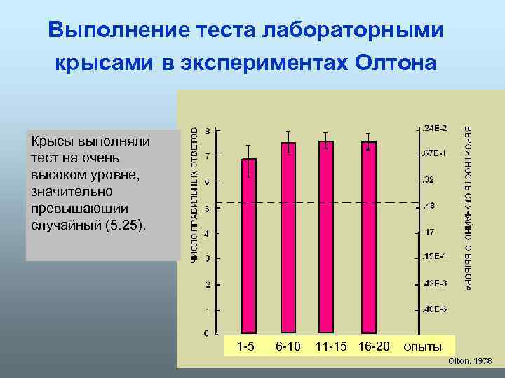 Выполнение теста лабораторными крысами в экспериментах Олтона Крысы выполняли тест на очень высоком уровне,