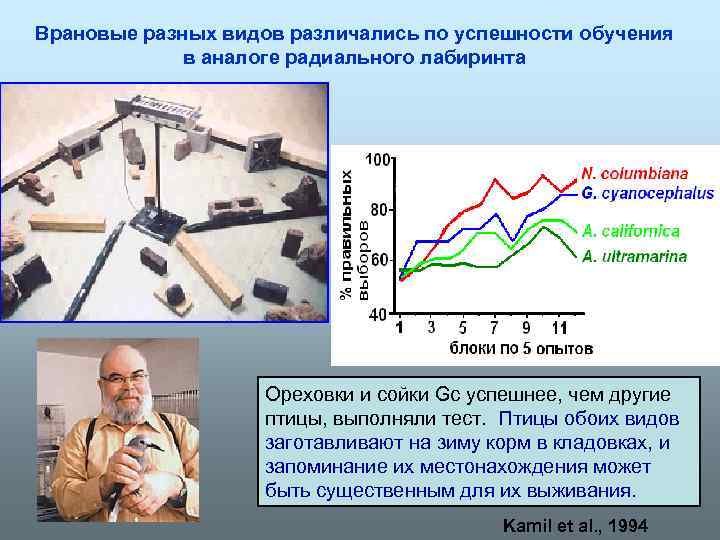 Врановые разных видов различались по успешности обучения в аналоге радиального лабиринта Ореховки и сойки