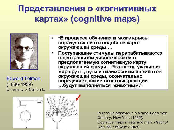 Когнитивная карта толмена