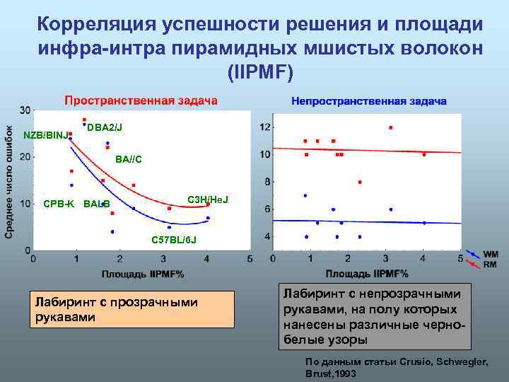 Корреляция успешности решения и площади инфра-интра пирамидных мшистых волокон (IIPMF) NZB/BINJ DBA 2/J BA//C