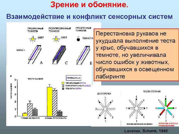 Зрение и обоняние. Взаимодействие и конфликт сенсорных систем Перестановка рукавов не ухудшала выполнение теста