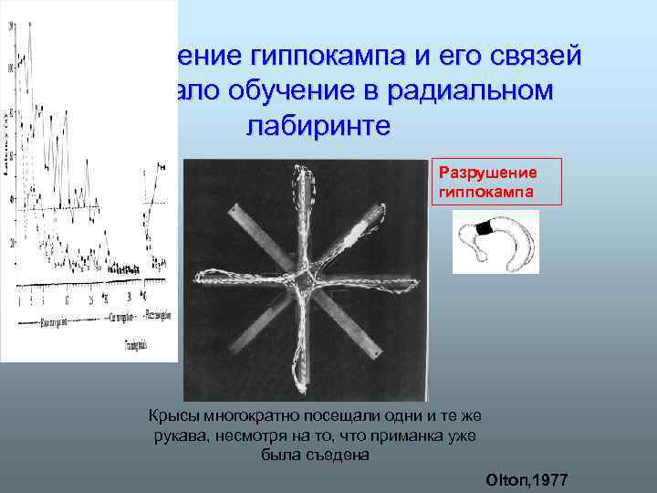 Повреждение гиппокампа и его связей нарушало обучение в радиальном лабиринте Разрушение гиппокампа Крысы многократно