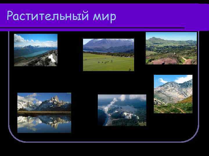 Растительный мир 