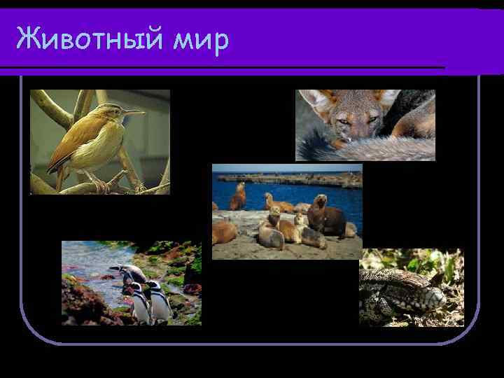 Животный мир 