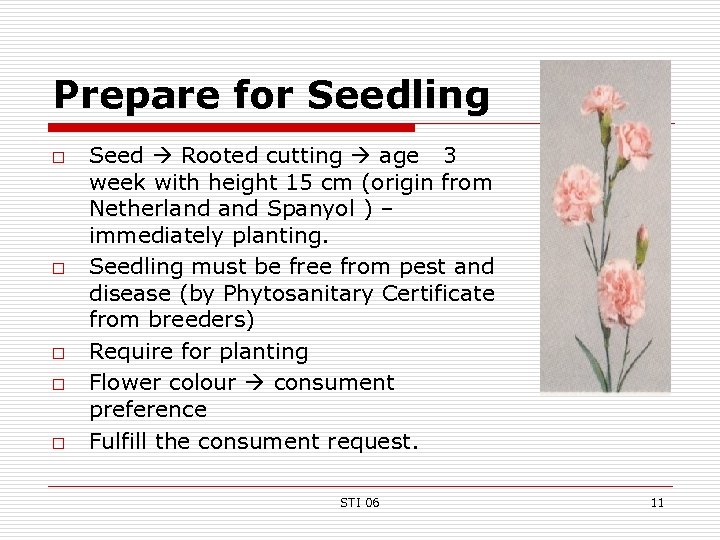 Prepare for Seedling o o o Seed Rooted cutting age 3 week with height