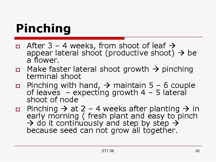 Pinching o o After 3 – 4 weeks, from shoot of leaf appear lateral