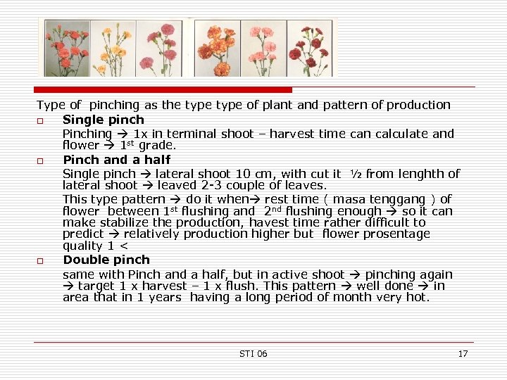 Type of pinching as the type of plant and pattern of production o Single