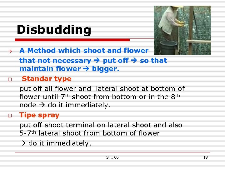 Disbudding o o A Method which shoot and flower that not necessary put off