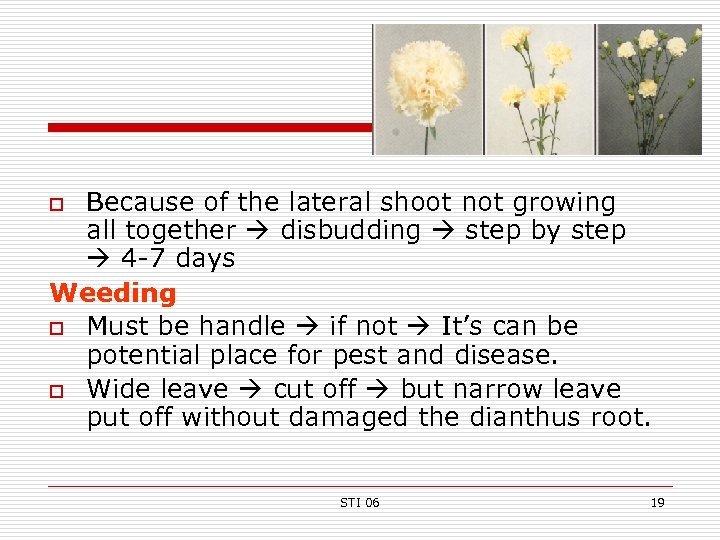 Because of the lateral shoot not growing all together disbudding step by step 4