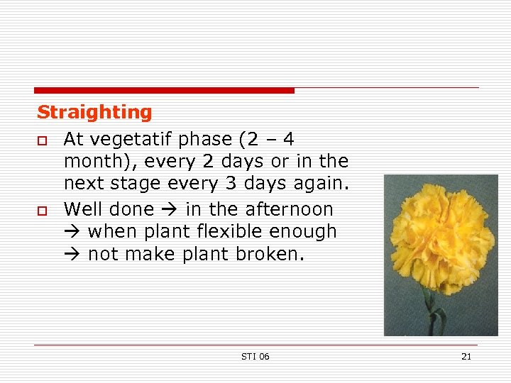 Straighting o At vegetatif phase (2 – 4 month), every 2 days or in