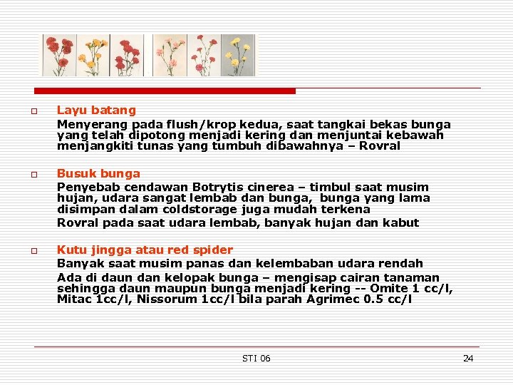 o o o Layu batang Menyerang pada flush/krop kedua, saat tangkai bekas bunga yang