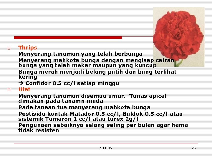 o o Thrips Menyerang tanaman yang telah berbunga Menyerang mahkota bunga dengan mengisap cairan