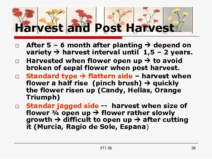 Harvest and Post Harvest o o After 5 – 6 month after planting depend