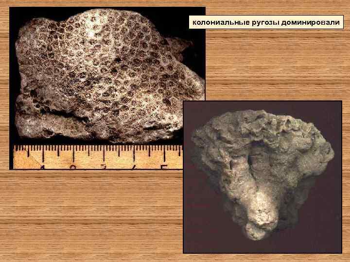 колониальные ругозы доминировали 