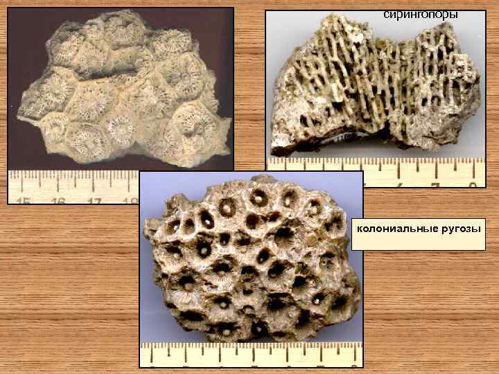 сирингопоры колониальные ругозы 